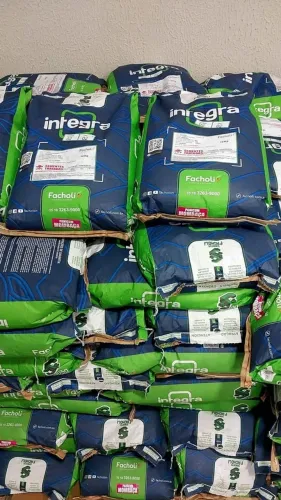 Semente de capim Mombaça 10kg revestida Facholli (Nova)