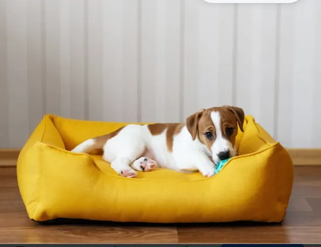 Caminha de cachorro, sofa pet amarelo mostardada marca Bichinho Chic,, 