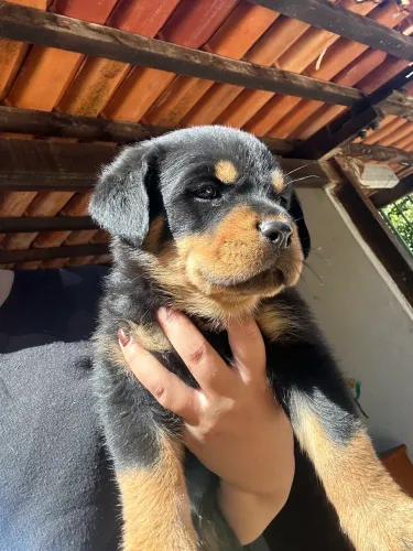 Vendo filhotes de rotweiller