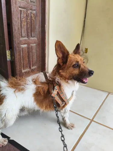 Adoção responsável cachorro