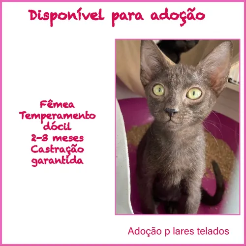 Gatinha para adoção 