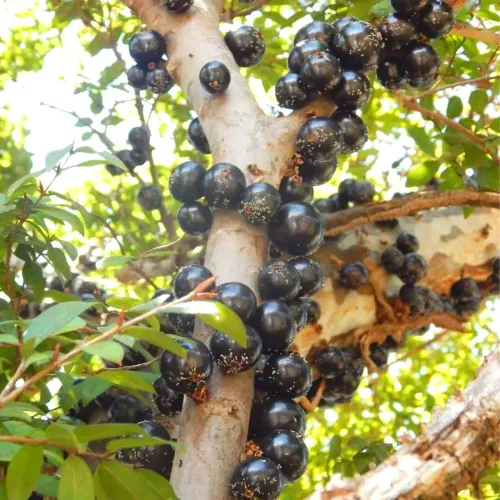 Pé jaboticaba híbrido 2mt
