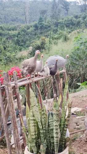 Ovos Angolas Coloridas 