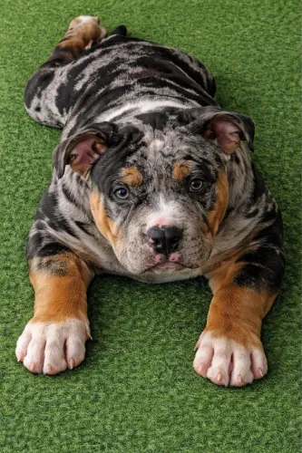 Filhotes de american bully canil renomado 