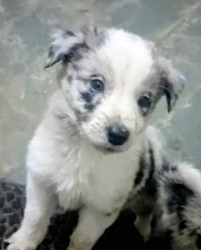 Border Collie Filhotes cor Merle com Pedigree 