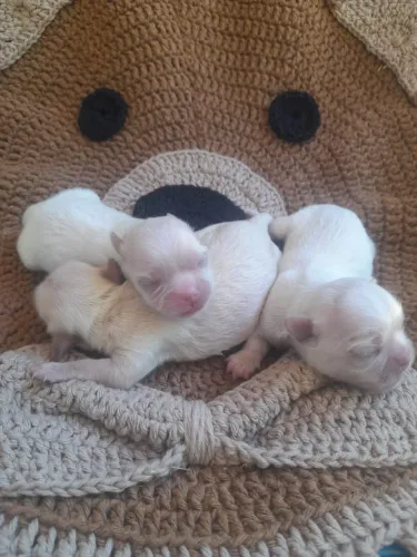 Filhotes de pequinês para reserva vendo