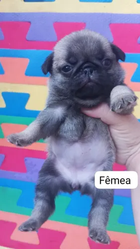 Pug fêmea