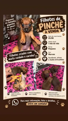 Filhotes de pequeno porte