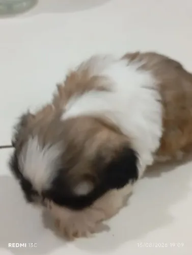 Vendo cachorro Shitzu macho com 40 dias trata com João 44 9 *