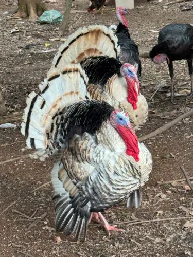 Peru macho
