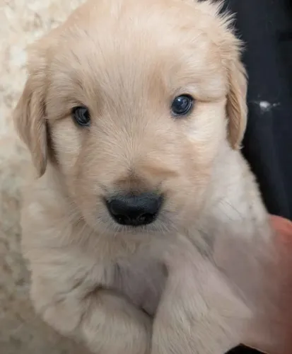 Filhotes de Golden Retriever | Felicidade garantida.