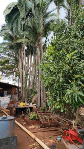 Palmeira Real