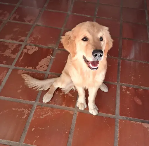 Golden filhote 