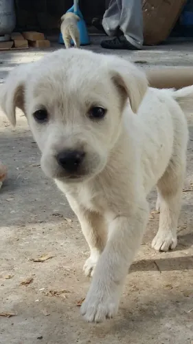 Filhotes de Labrador | Seu próximo companheiro pode ser uma linda surpresa!