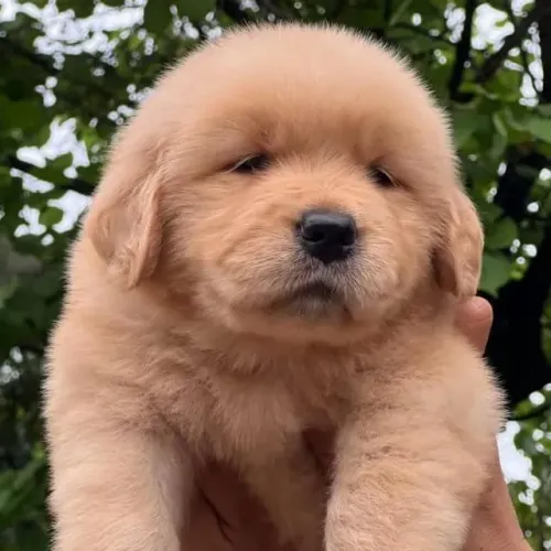 Filhotes de Golden Retriever | Venha conhecer os filhotes que chegaram para encantar!