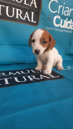 Jack Russel - Seu pet do Filme máscara