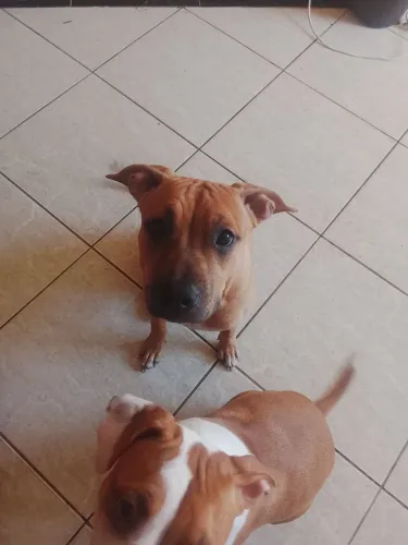 Doa si filhos de pitbull