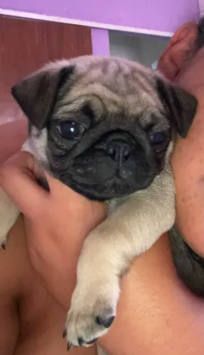Filhote, Pug fêmea