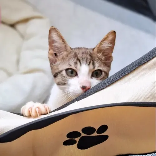 Gatinho de 3 meses para adoção
