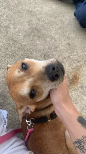 Doa se cachorro 