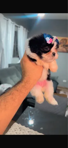 Shih-tzu loja propria com 49 dias