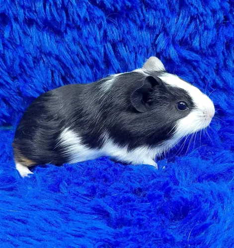 Porquinho da índia inglês ? panda