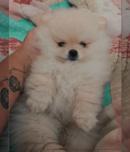 Spitz Alemão 