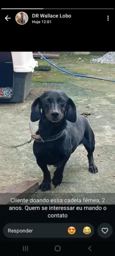 Doação de cachorro salsicha fêmea 