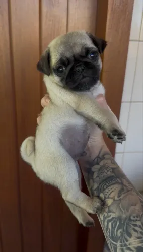 Filhote de pug macho legítimo 