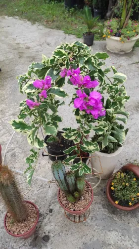 Bougainville variegata 