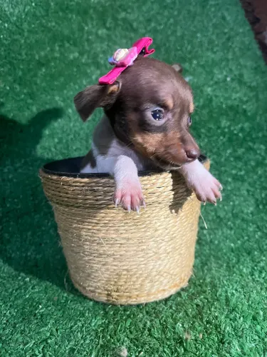 Filhote Pinscher 0