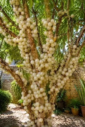 Muda de Jabuticaba branca