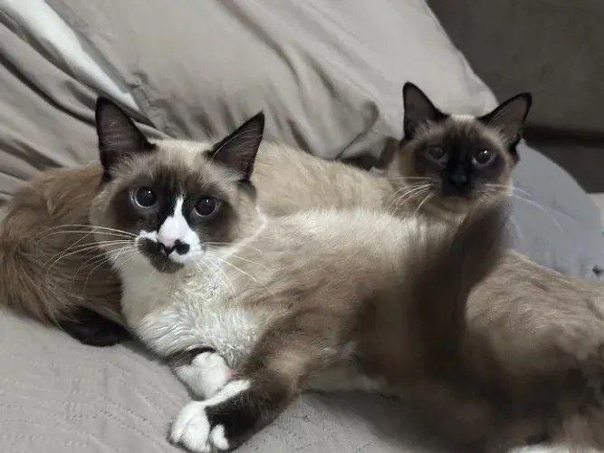 Gato siamês 6 meses doação