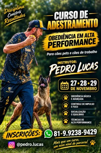 Adestramento de cães