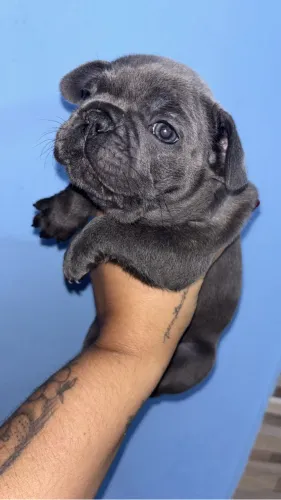Bulldogue francês 