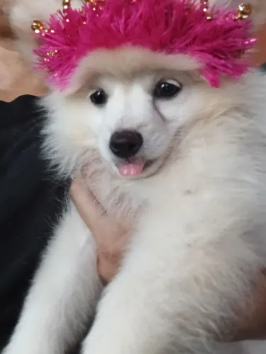 Spitz Alemão Fêmea Branca Ursinha 