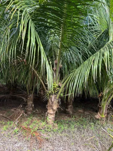 Plantas e jardins