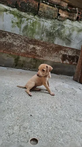 LINDA FILHOTE DE PINSCHER NÚMERO UM COM NÚMERO DOIS SEM VACINAS E VERMIFUGOS  