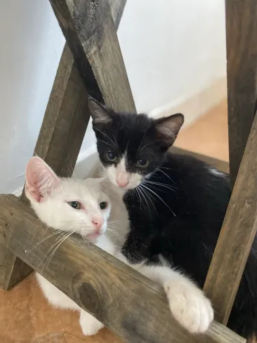 Doação de gatos machos 