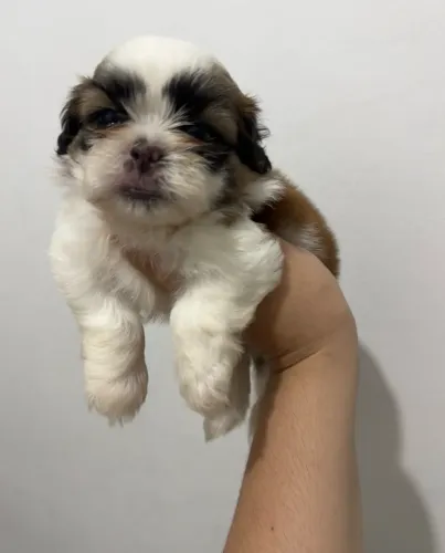 Shih tzu macho e fêmea puros
