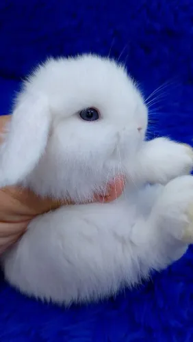 Lindo Mini coelho (Lop Uruguai)