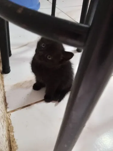 Gatos 