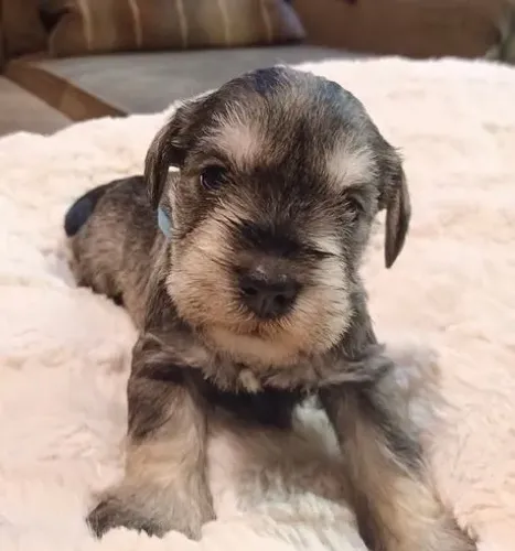 Filhote de Schnauzer Vermifugados e Vacinados.