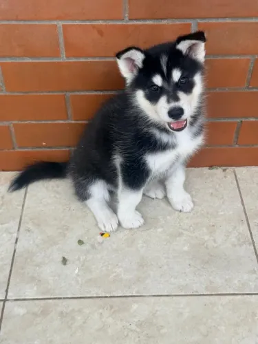 Husky siberiano 2 meses