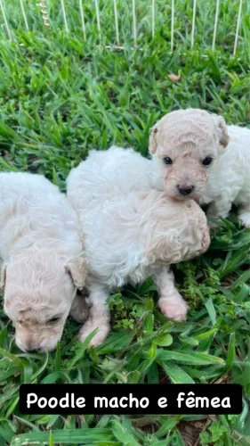 Poodle toy femea $4.500,00