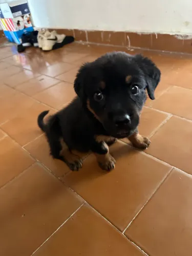 Venda Cachorro Rottweiler Fêmea