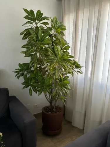 Cróton Amarelo 1,80 de altura e super saudável com vaso de resina e prato