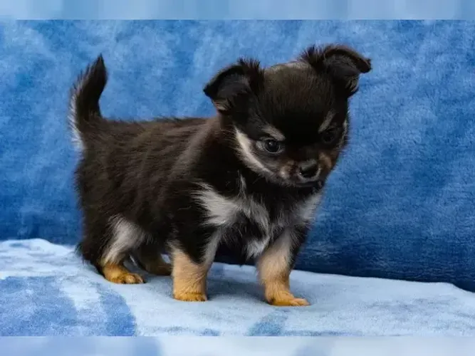 Filhote de cachorro saudável e alegre Chihuahua