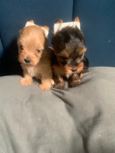Duas fêmeas lindas, pais mini com pedigree, estão com 31 dias já comendo ração papinha 