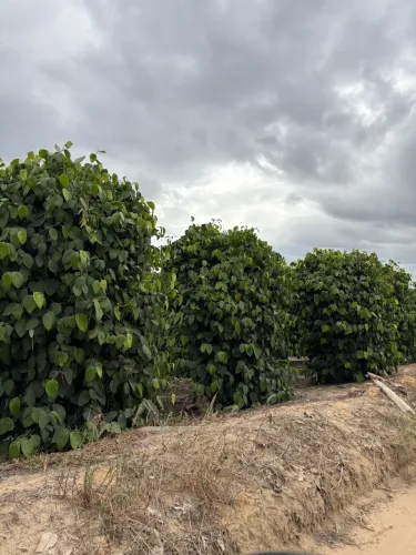 Oportunidade vende se lindo terreno